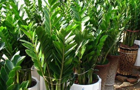 使用植物凈化室內環境要禁忌哪幾點？